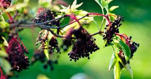 Бузина: сироп, ягоды и цветки-что используют в лечебных целях и какими полезными свойствами обладает растение