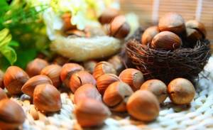 Лесной орех – о пользе ядер фундука и применении орехового масла
