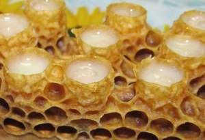 Маточное пчелиное адсорбированное сухое молочко: особенности применения