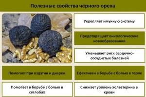 Черный орех: какие полезные свойства он скрывает и есть ли противопоказания к применению