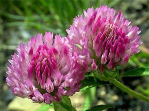 Клевер луговой – препараты растения и их свойства