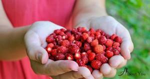 Лесная земляника – чего ждать от употребления этой ягоды?