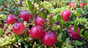 Клюква — состав болотной ягоды