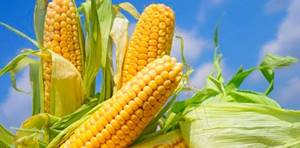 Кукурузная крупа – доступна и невероятно полезна