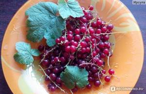 Красная смородина – садовая красавица и кладезь витаминов