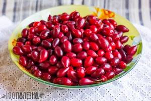 Кизил сушеный – полезные свойства целебной ягоды