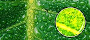 Хлорофилл: польза и вред зеленой крови растений, где содержится в больших количествах, как правильно принимать