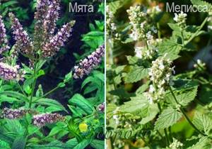Мята и мелисса — отличия лекарственных растений