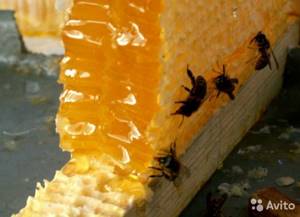 Дикий мёд – изучаем уникальное и целебное лакомство