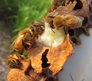 Маточное пчелиное адсорбированное сухое молочко: особенности применения