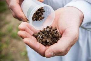 Пчелиный подмор от простатита: как приготовить эффективное средство для восстановления мужского здоровья