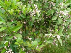 Листья лимонника: заготовка и применение полезного растения