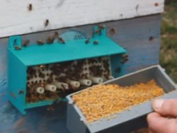 Пыльца пчелиная: применение при различных заболеваниях