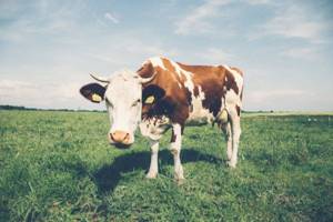 Коровье молозиво: польза и вред для человека, можно ли пить его взрослым людям, чем оно полезно для кожи лица
