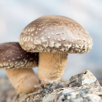 Солгар: экстракт грибов рейши, шиитаке, мейтаке – уникальные иммуностимулирующие и противораковые свойства, где купить и отзывы покупателей