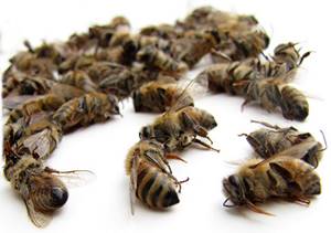 Пчелиный подмор от простатита: как приготовить эффективное средство для восстановления мужского здоровья