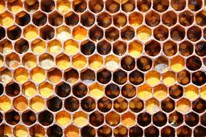 Перга: применение пчелиного хлеба при разных заболеваниях