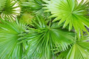 Карликовая пальма: польза для мужчин и женщин, описание пальмы сабаль, почему на родине она называется ползучей