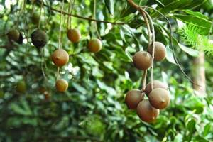 Орех макадамия: многостороннее действие австралийского продукта