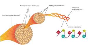 Коллаген и эластин:  белки молодости, как происходит их синтез и выработка в организме человека