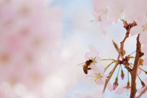 Как пчелы делают мед и для чего?