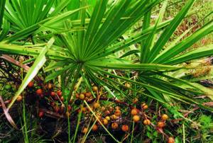 Карликовая пальма: польза для мужчин и женщин, описание пальмы сабаль, почему на родине она называется ползучей
