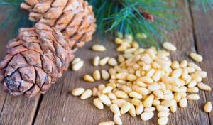 Как хранить кедровые орехи: способы и особенности, срок годности очищенных и неочищенных плодов
