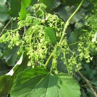 Шишки хмеля — целебные свойства лекарственного растения