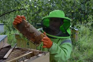 Горный мед: живительная сила экологически чистого продукта