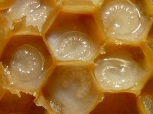 Маточное пчелиное молочко: польза королевского продукта
