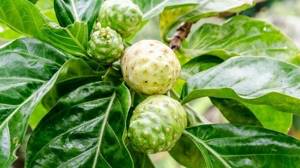 Нони (моринда цитрусолистная): лечебные свойства плодов и листьев