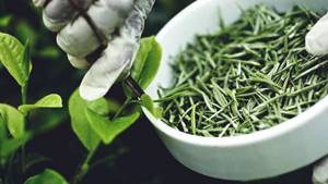 Экстракт зеленого чая: естественное средство для похудения, которое можно легко купить, как правильно принимать добавку для заметного эффекта