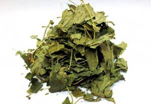 Полезные свойства и противопоказания листьев земляники: готовим лечебный чай