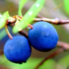 Голубика – полезные свойства и характеристики растения