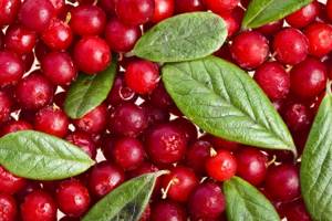 Клюква — полезные свойства и противопоказания целебной ягоды