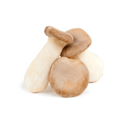 Устричный гриб – изысканный деликатес с пользой для здоровья