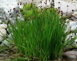 Водяной кресс – вредный сорняк или полезная трава?
