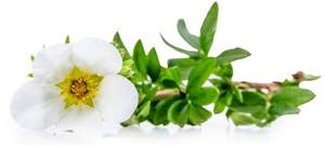 Лапчатка белая – полезные свойства и противопоказания лекарственного растения