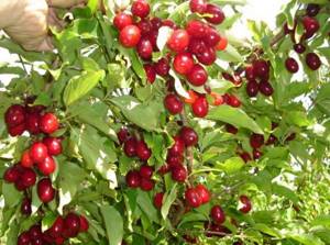 Кизил сушеный – полезные свойства целебной ягоды