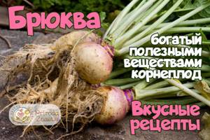 Брюква – полезные свойства и противопоказания традиционного осеннего овоща