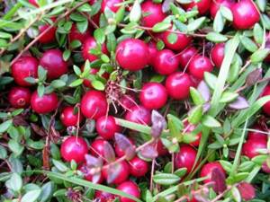 Клюква садовая – выращиваем ягоду дома для здоровья и красоты