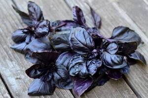 Морс из черной смородины – полезные свойства и рецепты