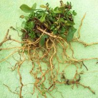 Конский щавель – неприметное растение с большим спектром целебных свойств