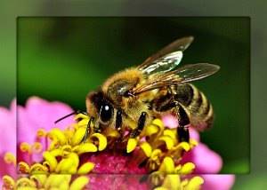 Мазь из пчелиного подмора: как приготовить и правильно использовать, при каких заболеваниях рекомендуется