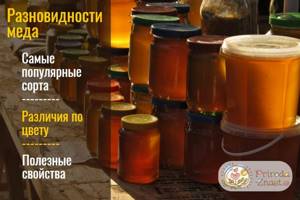 Виды меда: специфика и свойства разных сортов