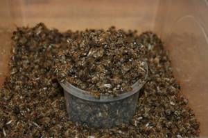 Настойка пчелиного подмора: лечебные свойства и противопоказания, рецепты на водке, на спирту и их применение