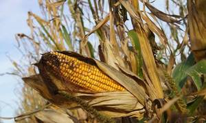 Кукуруза: калорийность и расшифровка витаминно-минерального состава