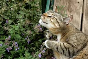 Запах лаванды: с какими проблемами справится аромат растения, боремся против моли, комаров и других насекомых