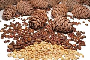 Кедровые орехи при беременности: можно ли употреблять в пищу, чем они полезны для женского организма