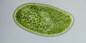 Хлорелла – водоросль для здоровья